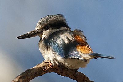 Kingfisher