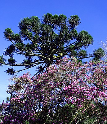 Tree & Floral Tree