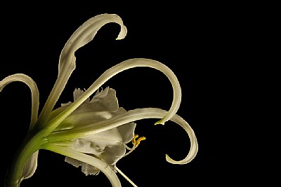 peruvian daffodil-4