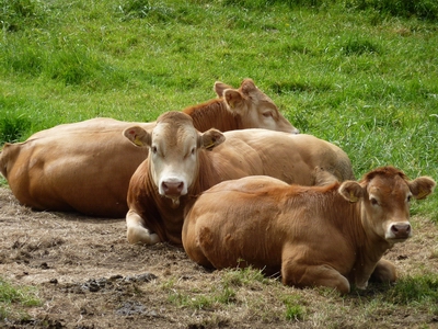 Bullocks Resting