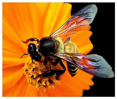 honey bee-12