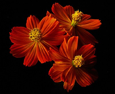 cosmos trio