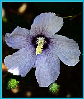 HIBISCUS  BLOSSOM