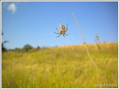 The spider...