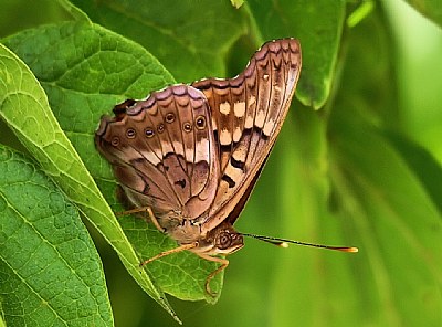 Today's Butterfly