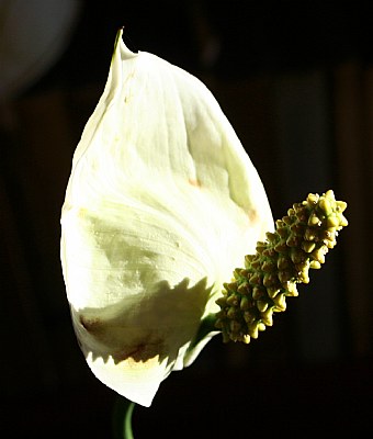 Interior Plant Flower