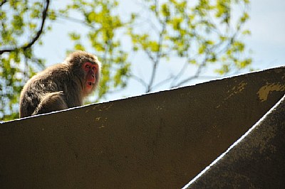 monkey at the Zoo Amsterdam
