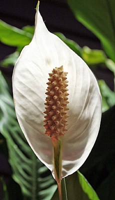 Interior Plant Flower