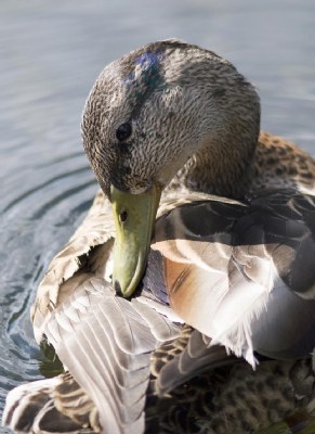 Grooming