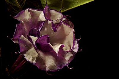 datura