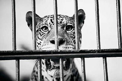 Wild - Jail