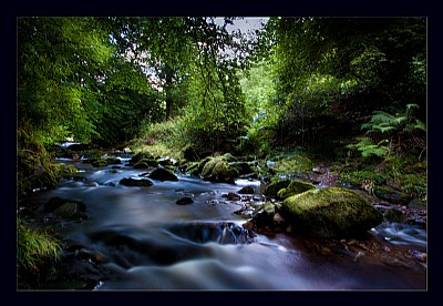 Forest Stream