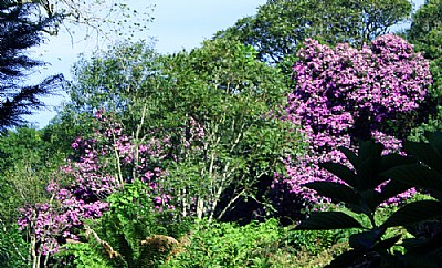 Floral Trees & Trees