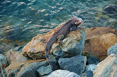 sunning in st. thomas