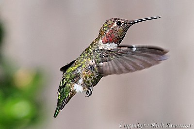 Lil' Red The Hummingbird
