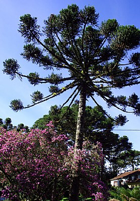 Trees & House