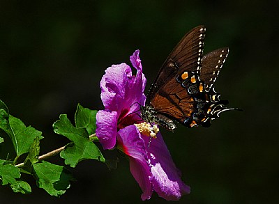 black swallowtail-backlit