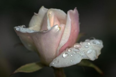 Raindrops On Rose