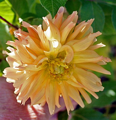 Dahlia