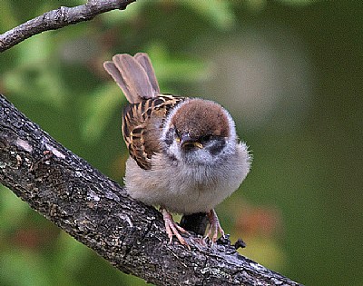 Passer montanus