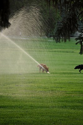 Dog Days Of Summer