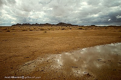 Desert after the rain