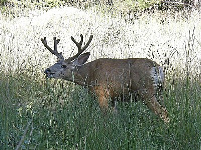 Muley Buck