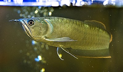 Mr.Arowana