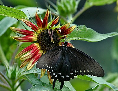sunflower and black swallowtal