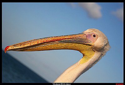 Pelecanus crispus Bruch