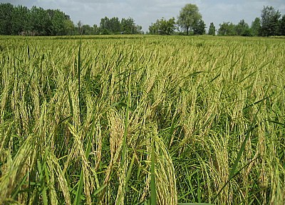 Rice-Field