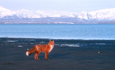 Alaska Fox