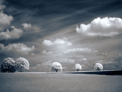 Trees in spring