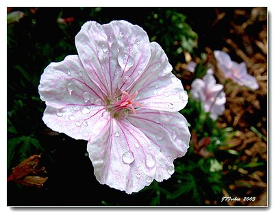 Morning Dew on Pink