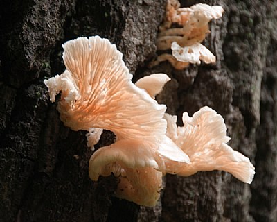 Fungus