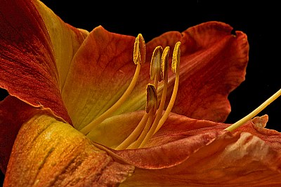 day lily 6