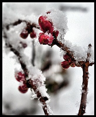 Stark colors in the Snow