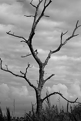 Old tree on Ragged Island