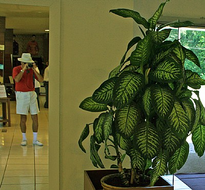 Plant & Visitor