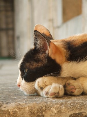 Mosque cat