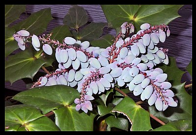 Grape Mahonia Plant