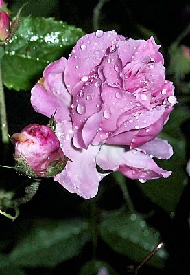 Rosebud After Rain