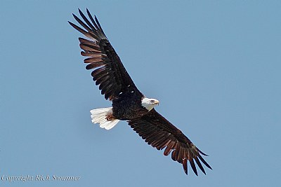 Bald Eagle .....Buck's Lake California