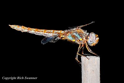 Night Dragonfly