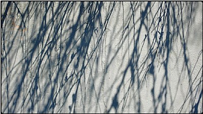 shadow twigs