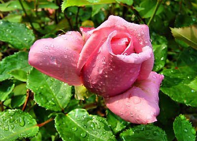 Rosebud After the Rain