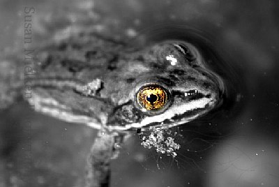 Frog in Tchesinkut Lake