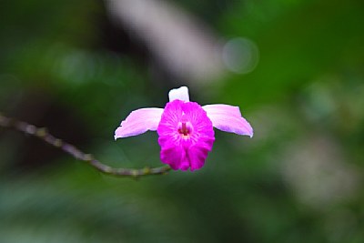 Rainforest Flower