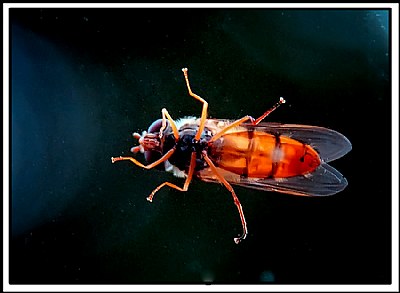bzzzzzzzzzz
