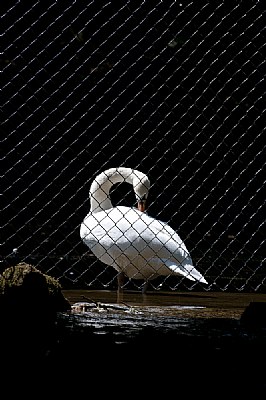 Swan 01 - 2010
